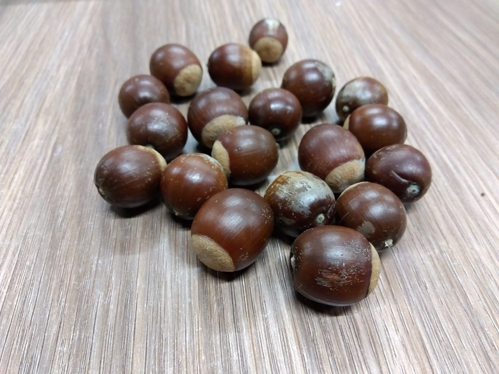 くぬぎのどんぐり
